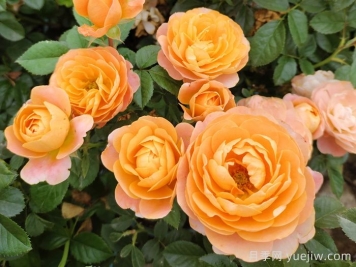 十种常见勤花的庭院月季，颜值高又耐开