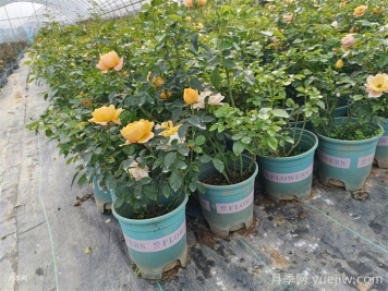 月季正确换盆方法