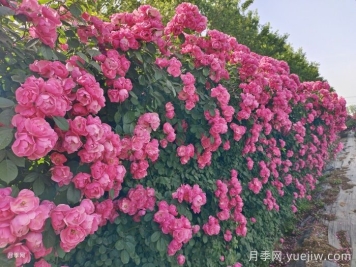 南阳市卧龙区森景月季基地，树状月季和月季裸根苗上市欢迎采购