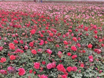 月季花的移栽时间与养护措施