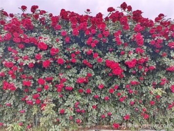 如何快速打造藤本月季花墙? 如何快速打造藤本月季花墙?