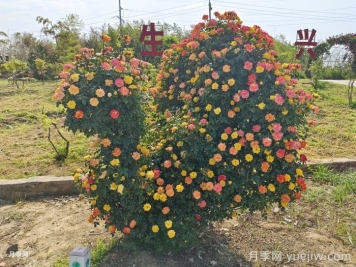 藤本月季怎么修剪和牵引？