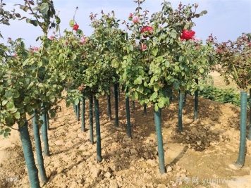 月季花叶子发黄怎么办？