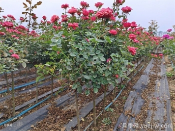 月季花如何种植？种植月季花的方法技巧