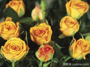 永远的梅西纳月季/永远的墨西拿