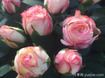 永远的哈瓦那月季