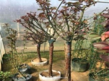 月季花能在什么树上嫁接