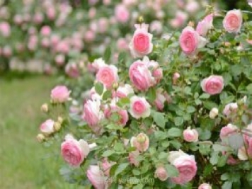 南阳月季供苗规格与时间