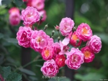 分享8种精挑细选的月季品种，现在知道养什么月季了