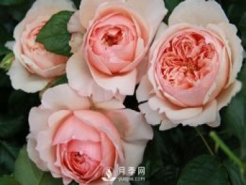 真宙月季masora推荐