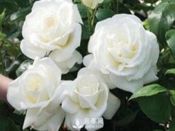 珍妮莫罗月季Jeanne Moreau推荐