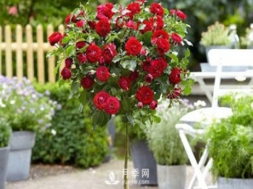 南阳盆栽树状月季应该怎样养护？