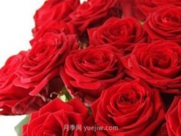 玫瑰、月季有区别？原来这么容易区分，一看就懂
