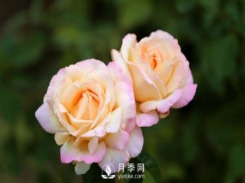 大花月季花扦插方法，用杯子给月季扦插方法