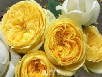 凯特琳娜月季推荐