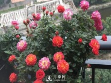 躲躲藏藏月季推荐