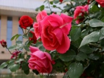 别的花不爱只养月季花，精挑细选了5个品种个个经典