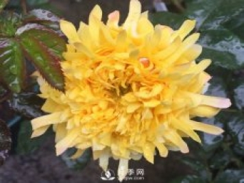 烟花波浪月季推荐