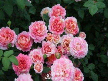 月季的衍生技能是怎样的，一起跟着南阳月季种植基地来看看吧