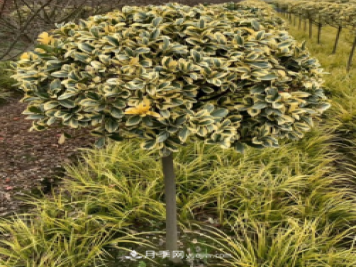 园林绿化苗木2021年的发展新方向