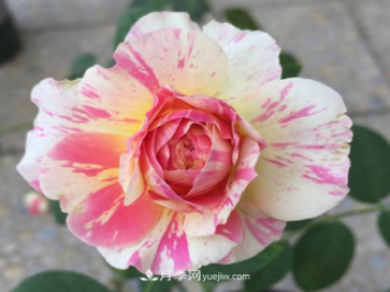 冬季想看花 这三种耐寒月季不能错过