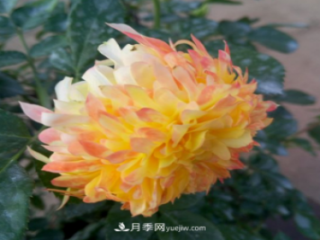 最像菊花的月季——烟花波浪月季