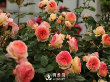 为什么很多树状月季更建议地栽？