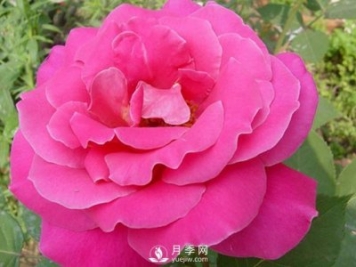 月季的栽培育苗技术分享