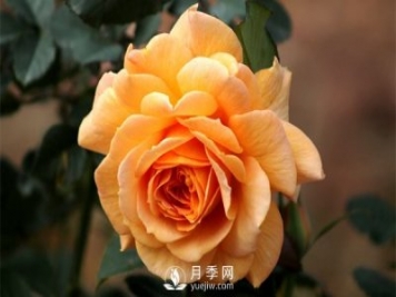 盆栽月季树插穗、新栽苗、生长期如何修剪？