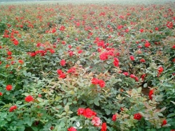 为什么给月季施叶面肥？如何让月季茁壮成长？