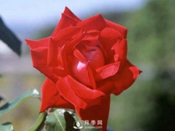 月季的硬枝扦插和管理方法很重要的，直接月季繁育