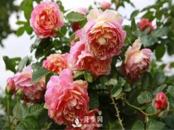 月季该如何栽培管理，养殖方法又是什么呢？