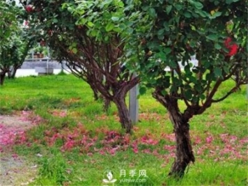 月季树，玫瑰树，树状月季的优势