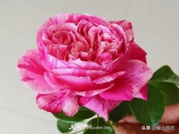 藤月盘扎时经常扎的手疼，推荐无刺的藤本月季品种