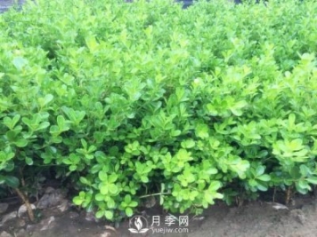 带病苗木外观识别法