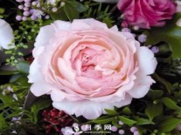 月季的美艳 怎一个美字来形容呢？