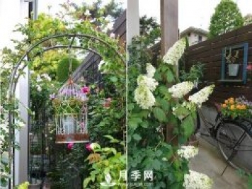 最耐阴的藤本月季，你知道吗