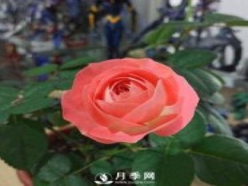 诺娃月季不仅花大而且很香