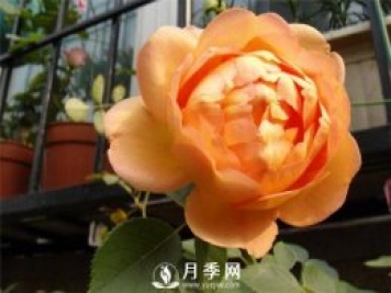 合理修剪是月季花期控制的关键