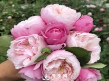 羽毛月季太美，见过的人，一眼就相中