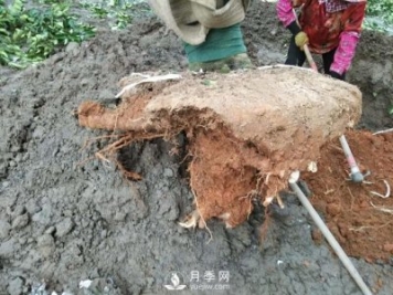 大树土球破损散球移栽后，掌握几个诀窍快速提高复壮能力