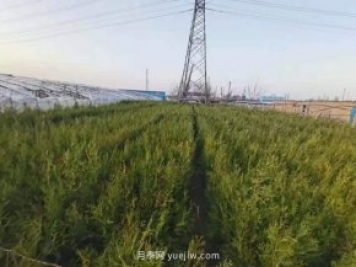 2021年全国苗木严重过剩的品种有哪些？