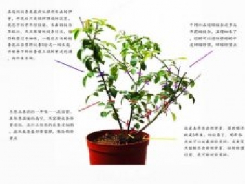 月季修剪图解 月季网有详细说明