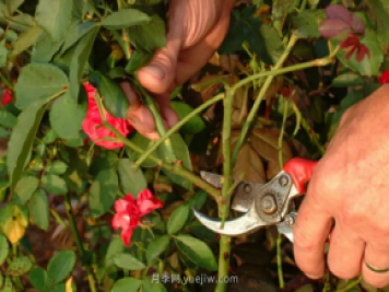 立秋以后养月季，需要做好三件事，爆盆更简单