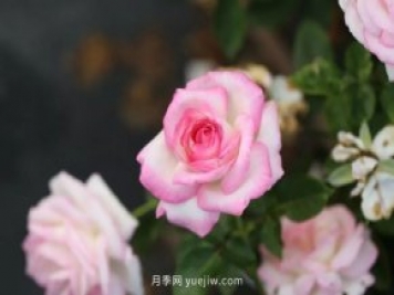 新手必备9个大花月季经典品种，不可错过的美人