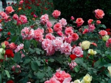 7月养这6种花卉，长得快花量大适合新手