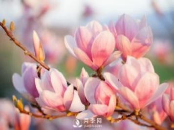 庭院种植玉兰，解决4个问题香满庭院