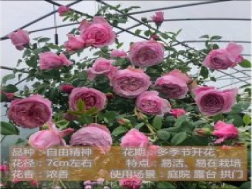 炎炎夏日有花香，推荐四款比较香的月季