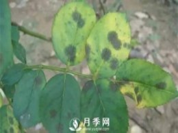 养护好月季花，这些虫害技巧你要知道