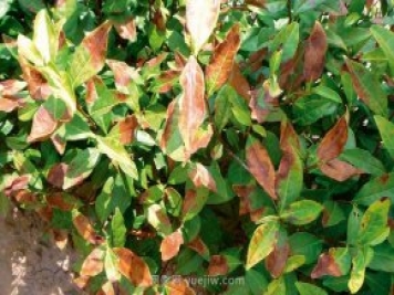 苗木生长过快被烈日灼伤的该怎么挽救